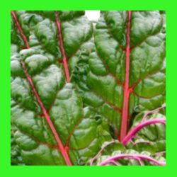 SILVERBEET_RED_RIBBED