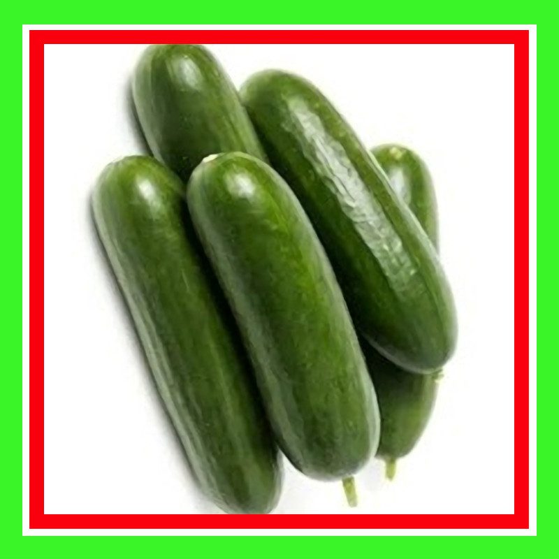 CUCUMBERLEBANESE (TREATED) ABSeeds