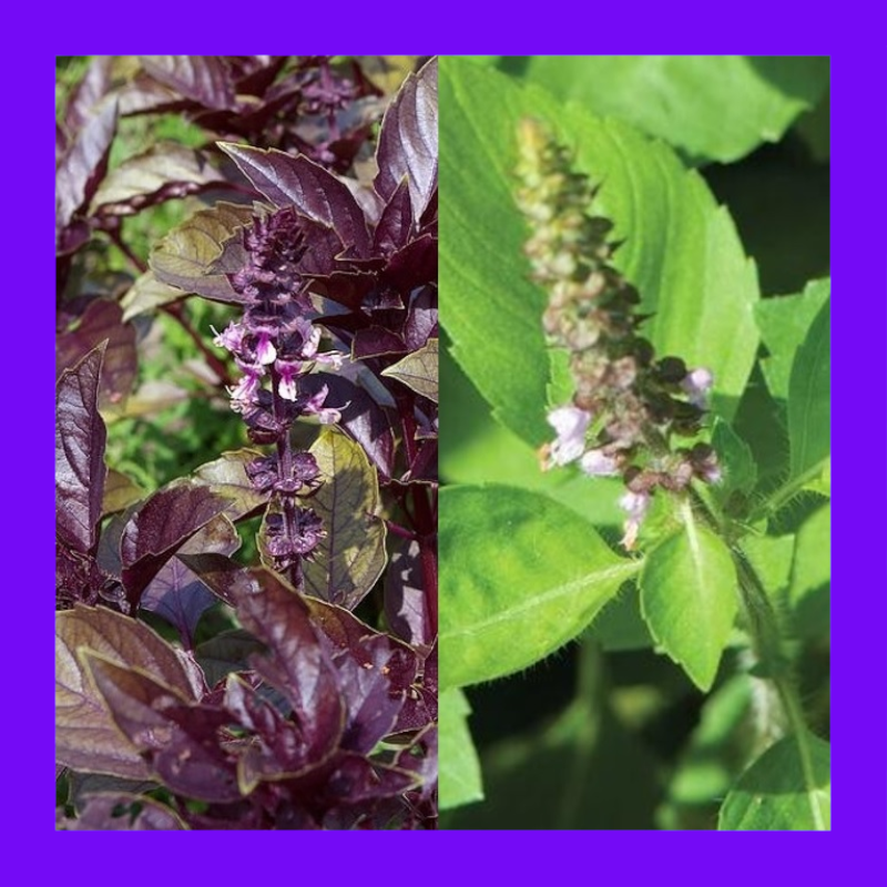 BASIL HOLY PURPLE TULSI Heritage organic open pollinated seeds